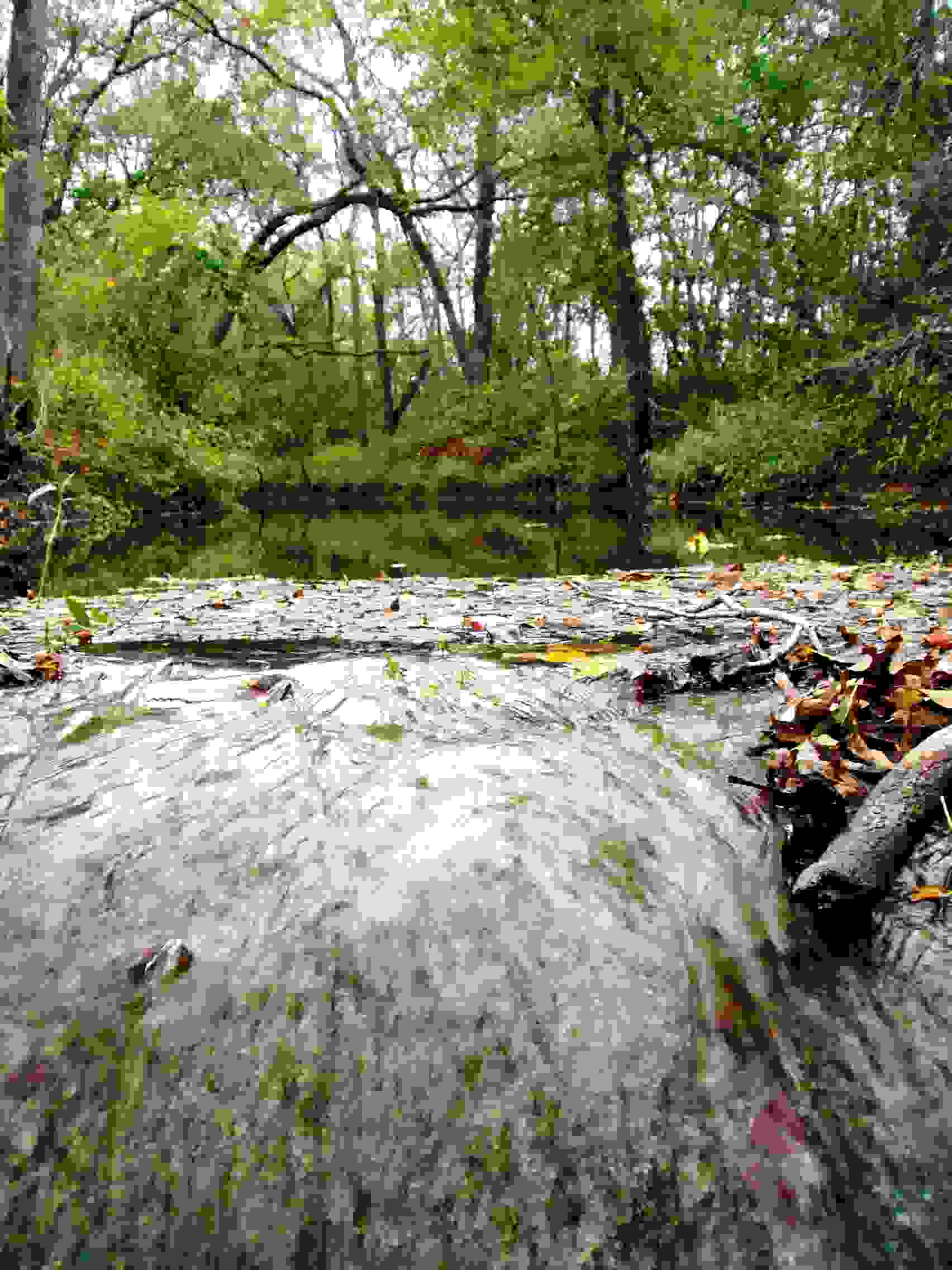 Texas Riparian and Stream Ecosystem Education Program - Plum Creek Watershed