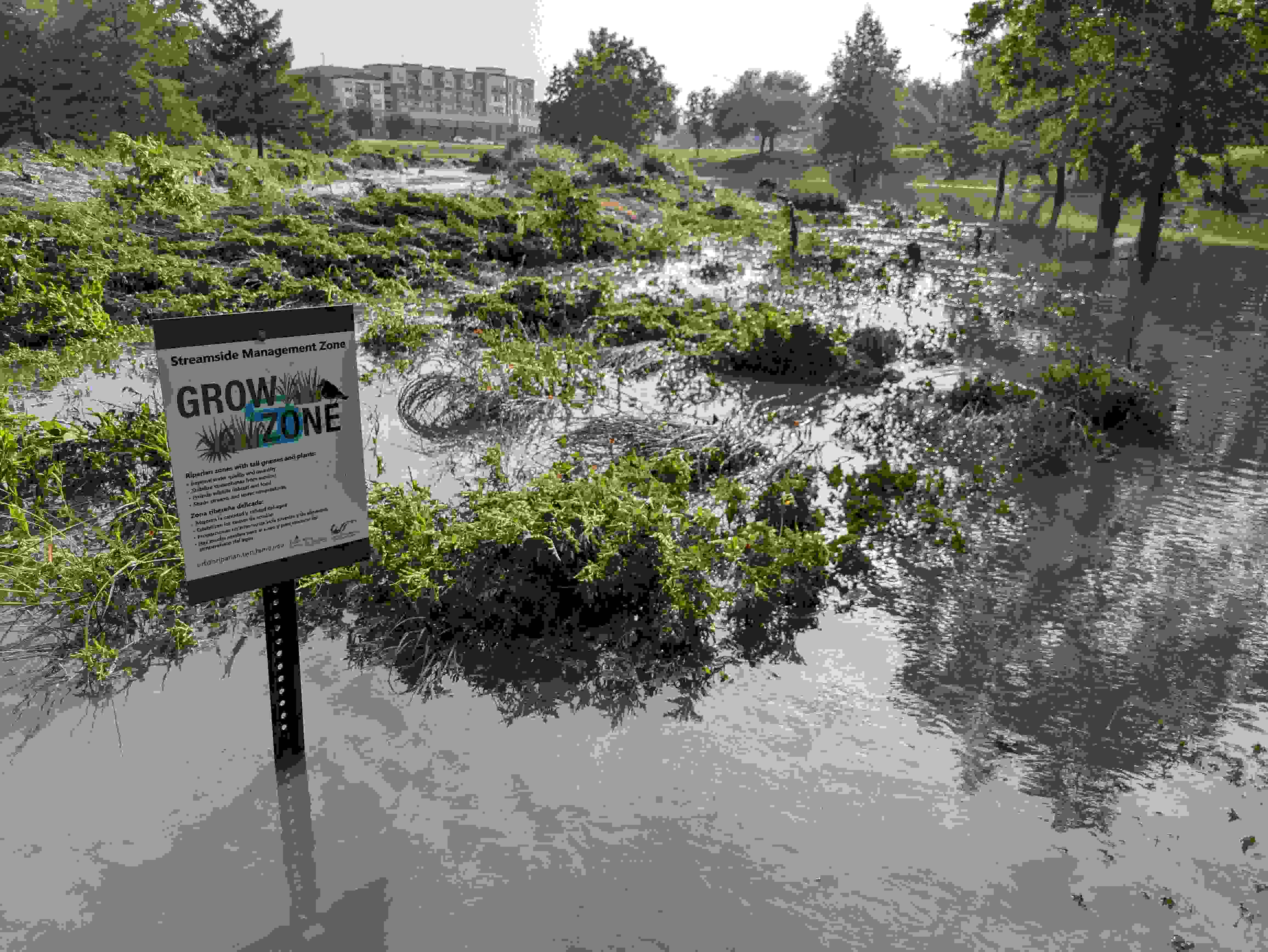 Wolf Pen Creek flooding at the Grow Zone. Photo courtesy of Alexander Neal.