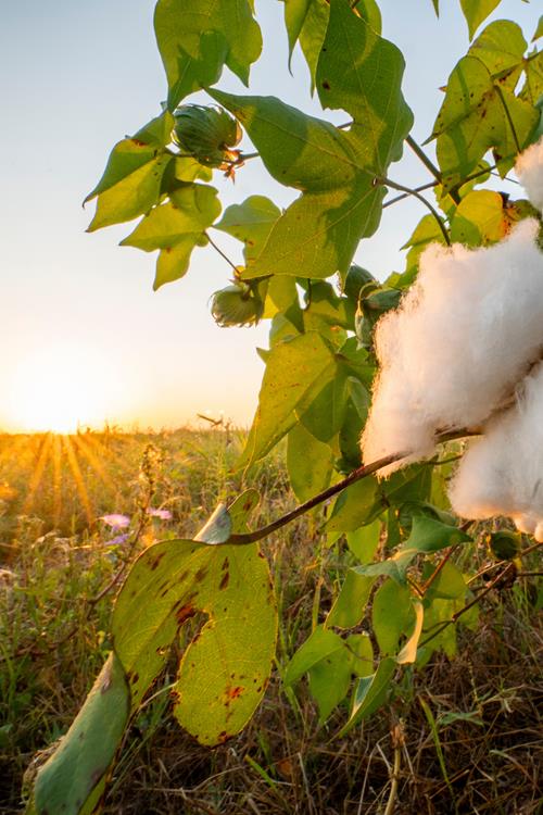 Cotton on the Texas A&M AgriLife Farm in Snook, Texas on Sept. 9, 2021. (Sam Craft/Texas A&M AgriLife Marketing and Communications)