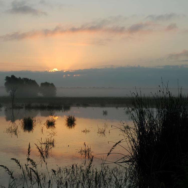 Sunrise Bullrush