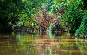 Texas Riparian & Stream Ecosystem Virtual Training - Attoyac Bayou Watershed