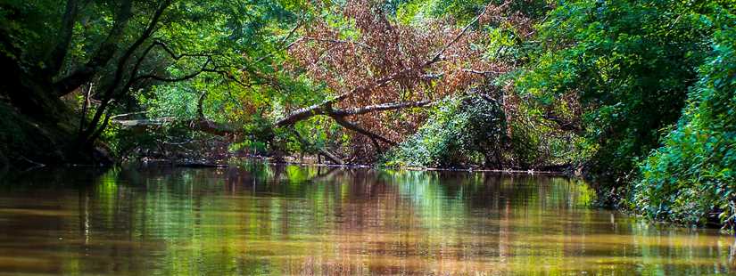 Texas Riparian & Stream Ecosystem Virtual Training - Attoyac Bayou Watershed