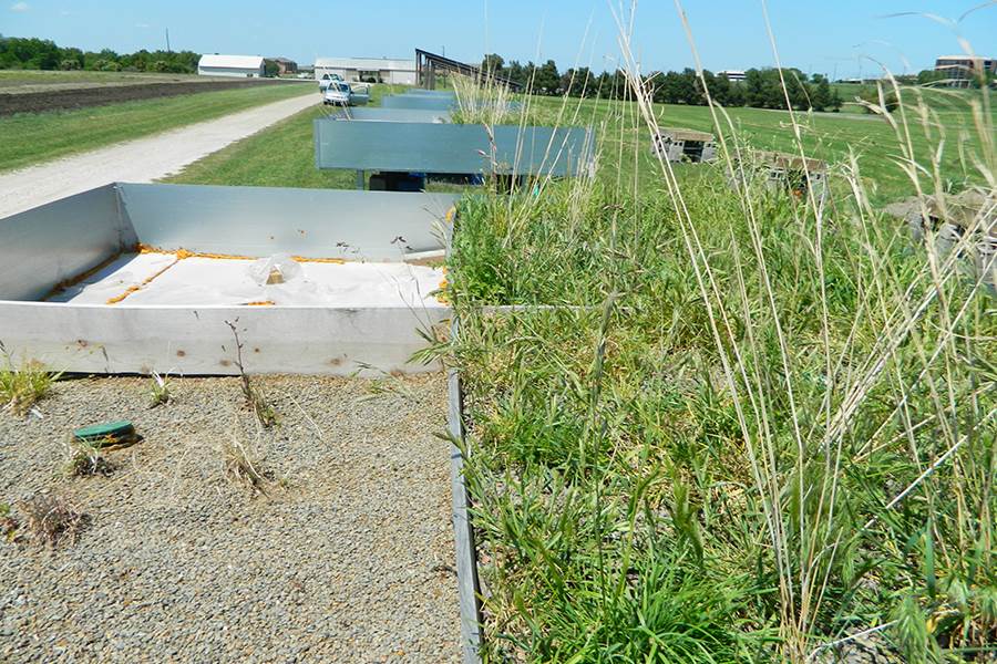 The experimental green roof study at the Dallas center captured 75 percent of runoff on a yearly basis. Photo courtesy of the Ecological Engineering Program at the Texas A&M AgriLife Research and Extension Center in Dallas.