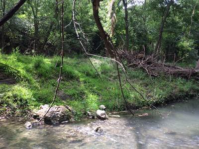 The restoration site about 4 months after planting restoration in June 2018