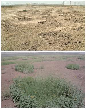 Making divots is a conservation method Betty Tanksley and her late husband, Ben, used on their ranch. Above, an example of an area of their land immediately after digging divots, and below, an example of the grasses that grew as the divots collected water. 