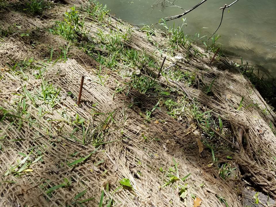 Three installed erosion pins on one bankside of a cross section