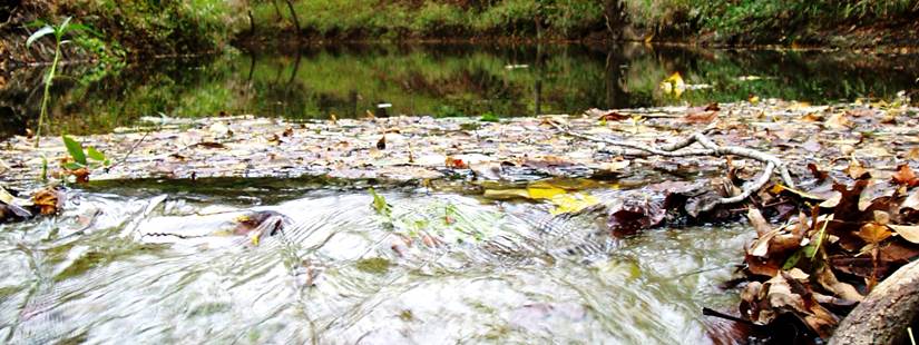 Texas Riparian & Stream Ecosystem Training – Plum Creek Watershed