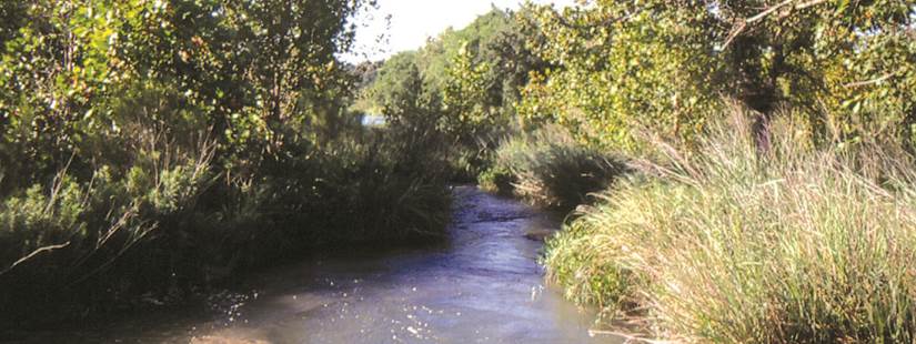 Texas Riparian & Stream Ecosystem Training - Petronila and San Fernando Creek Watersheds