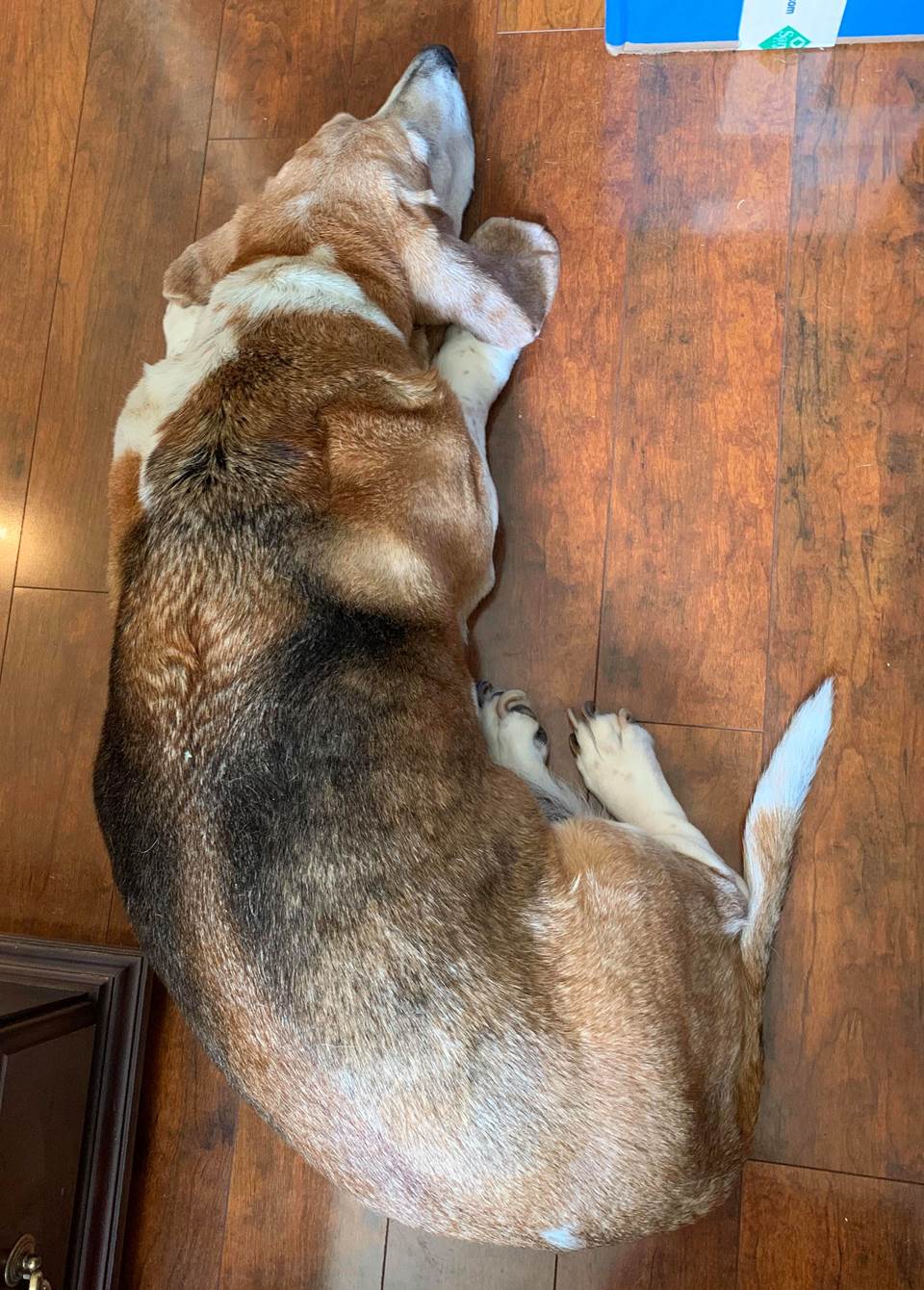 Harley, communication specialist Sarah Richardson's basset hound, is always near her feet.