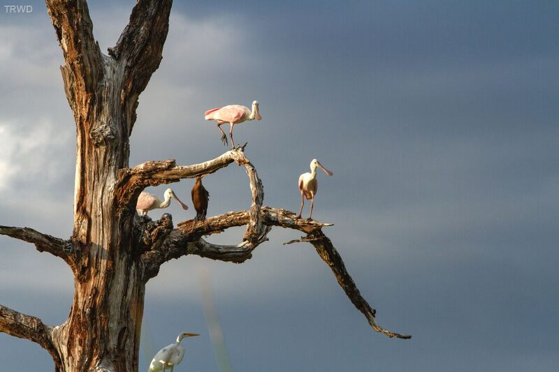 Roseate spoonbills stop at TRWD’s George W. Shannon Wetlands during their annual migration.