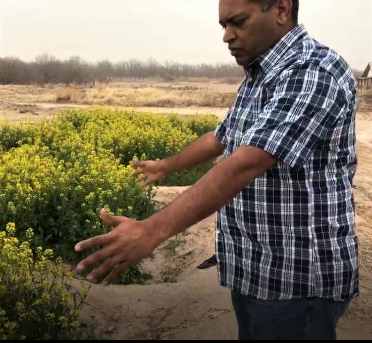 Dr. Girisha Ganjegunte works in El Paso on identifying salt-tolerant crops that require less water.