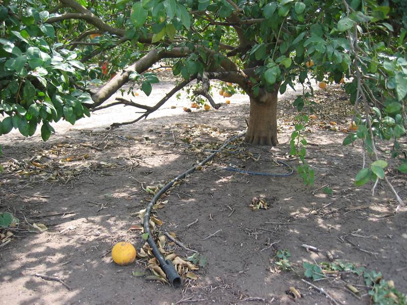 Citrus trees with drip lines running underneath them.