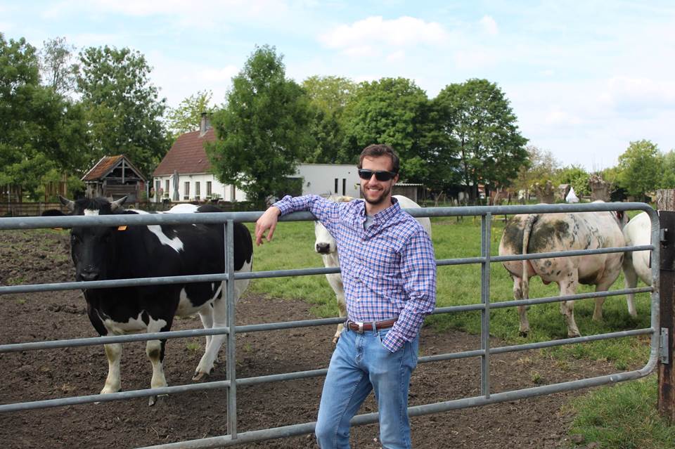 Gerlich on the farm in Belgium with Belgian White and Blue cattle.