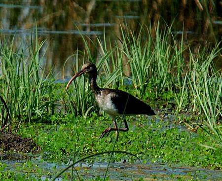 An ibis at the George W. Shannon Wetlands. Photo courtesy of Darrel Andrews, TRWD.