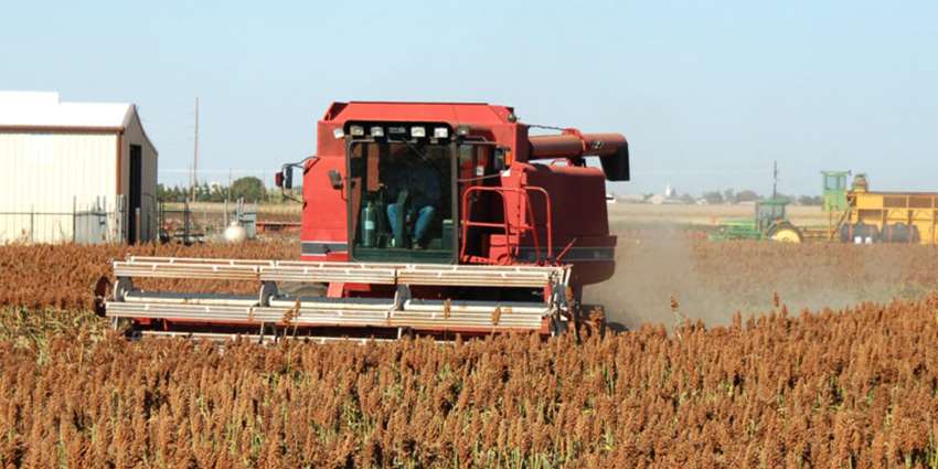 Grain sorghum irrigation water-use efficiency dependent on weather conditions