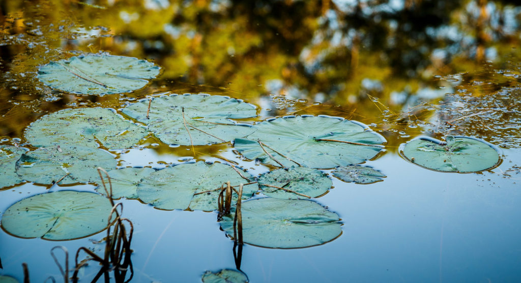 What is ecohydrology?