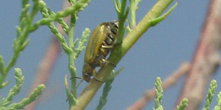 Texas A&M AgriLife salt cedar control team earns Vice Chancellor’s Award