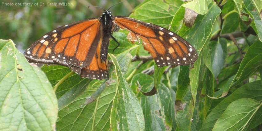 Rebuilding monarch numbers: landowners, agencies and cities pitch-in