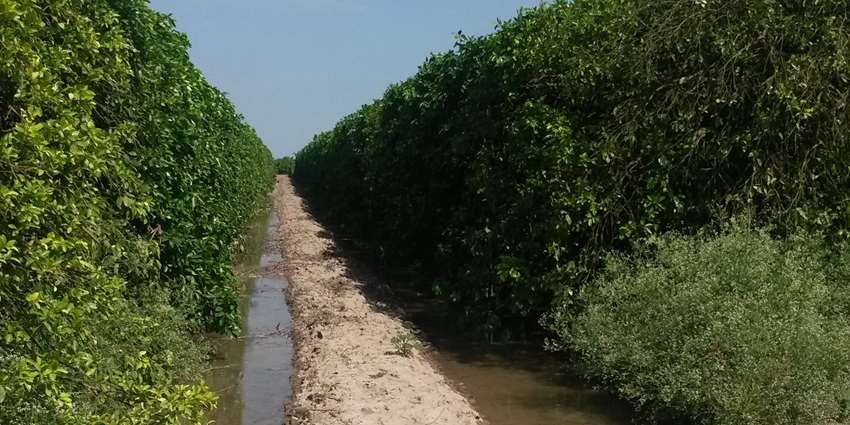 Citrus grower education program focusing on water conservation technologies slated for May 9 in Mission