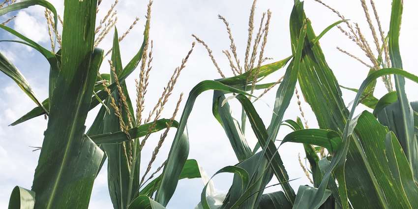 Ogallala Water Coordinated Agriculture Project, Ogallala Aquifer