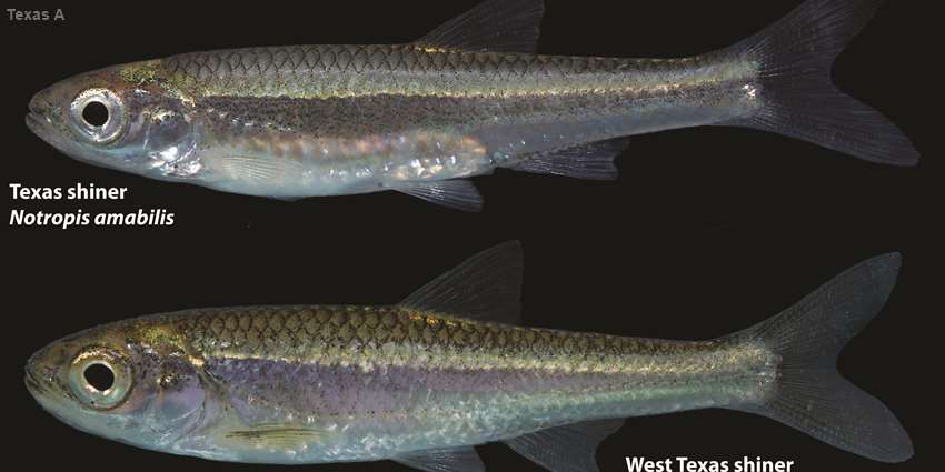 ‘Forgotten’ minnow rediscovered by AgriLife scientists in West Texas