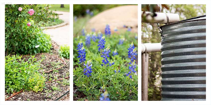 Healthy Lawns, Healthy Waters online workshops set for August