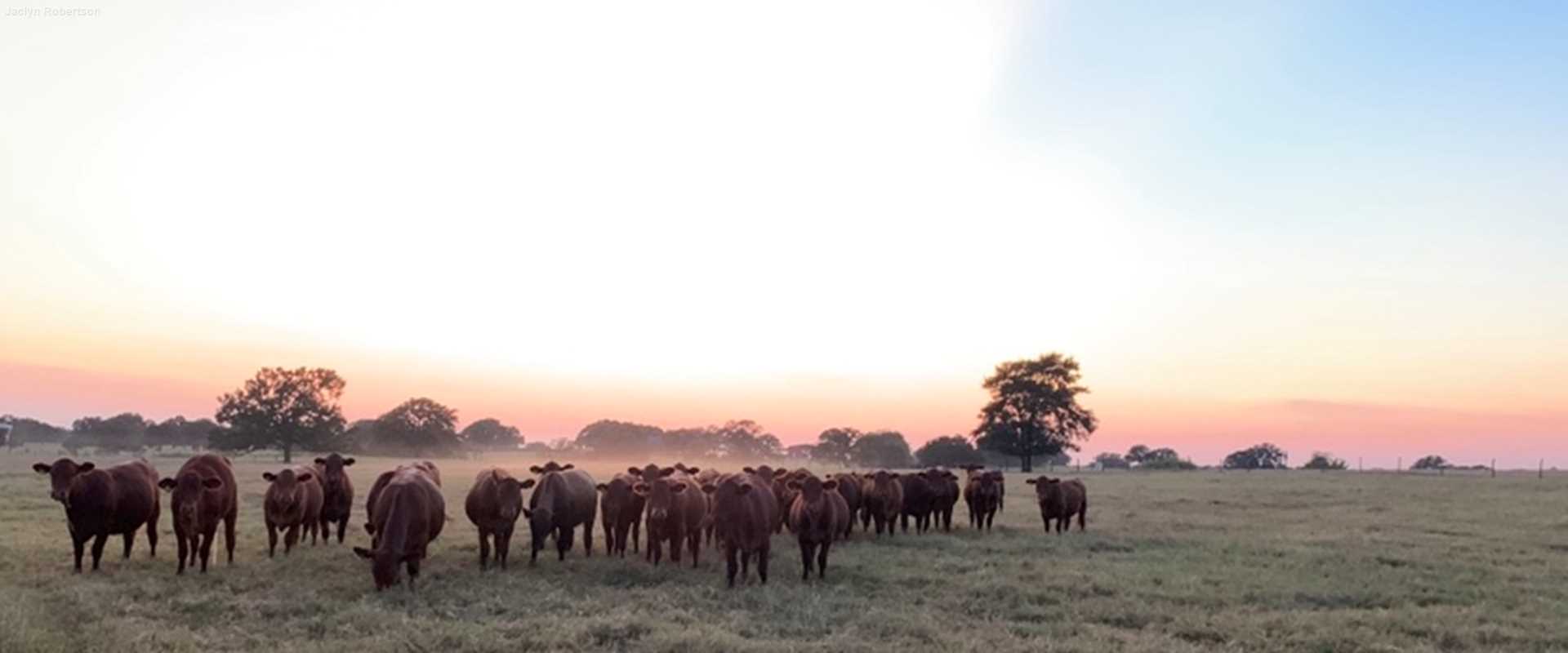 Cattle, cooking and community: TWRI works from home