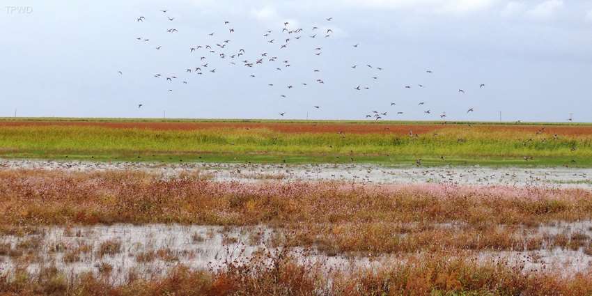 Playas: Refilling the Ogallala Aquifer?