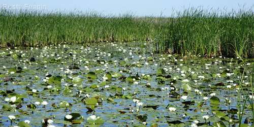 Across Texas, diverse wetlands are benefiting Texans — and facing threats