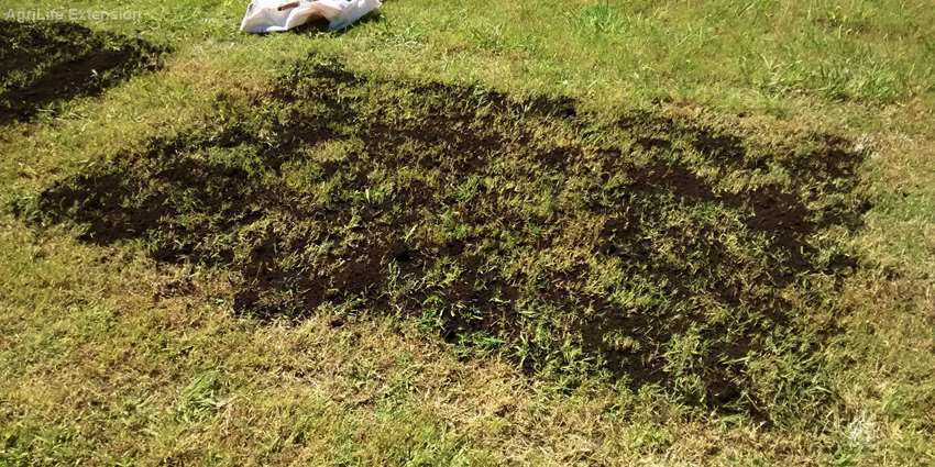 AgriLife Extension experts team up for Earth-Kind turfgrass trials in North Texas