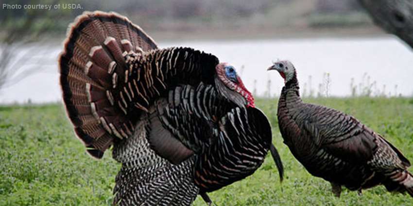 Turkeys by USDA
