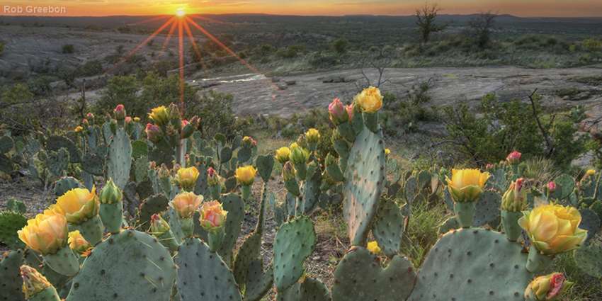 UT Research Hill Country cacti by Rob Greenbon