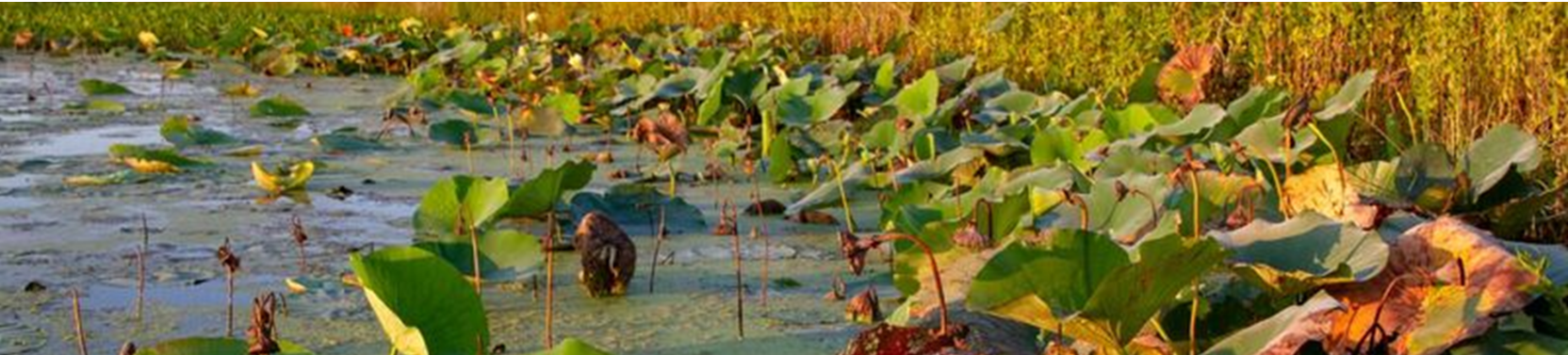 How to build over 4,000 acres of wetlands from scratch