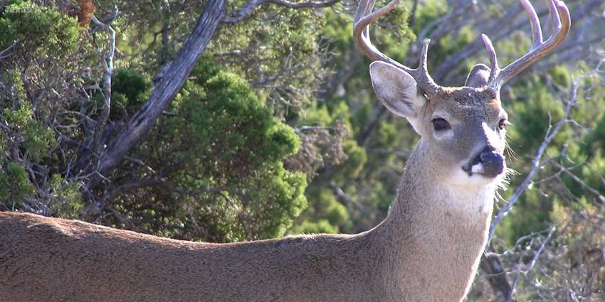 TPW Commission adopts amended deer movement rules