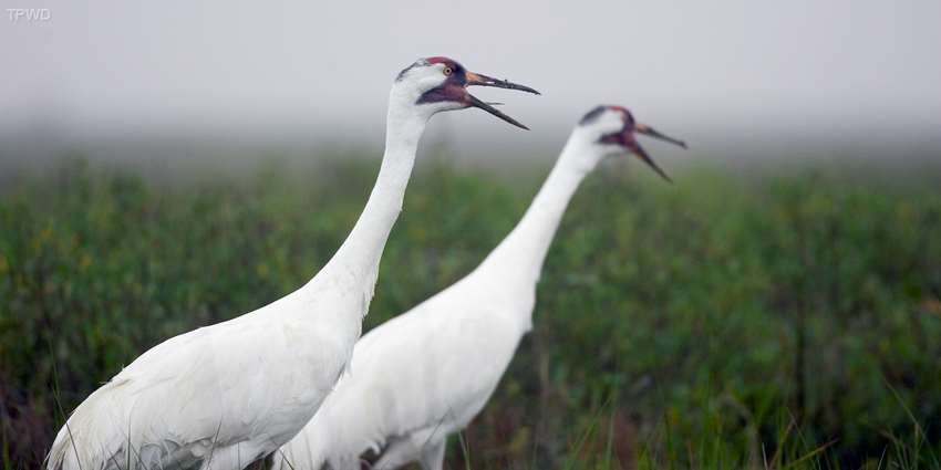 Record year for whooping cranes in USFWS surveys