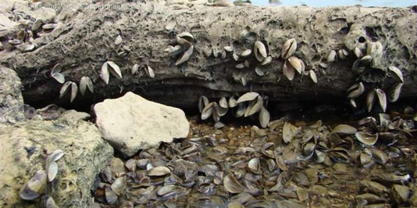 Recent flooding could potentially speed up spread of zebra mussels