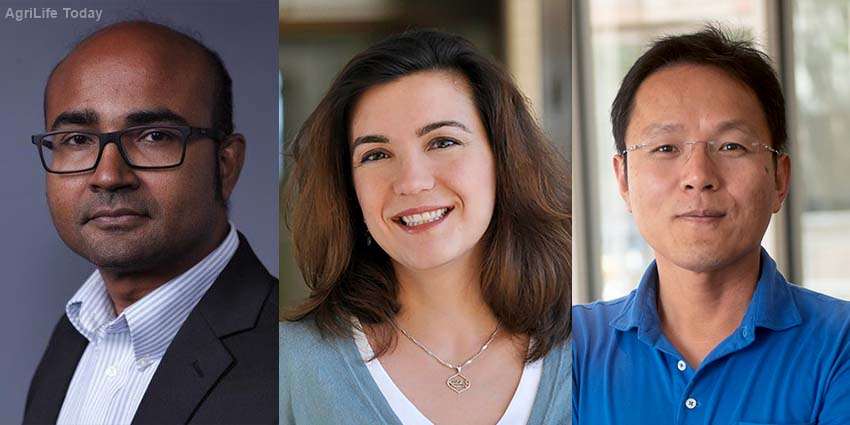 Texas A&M AgriLife scientists’ high-impact work earns Chancellor’s recognition