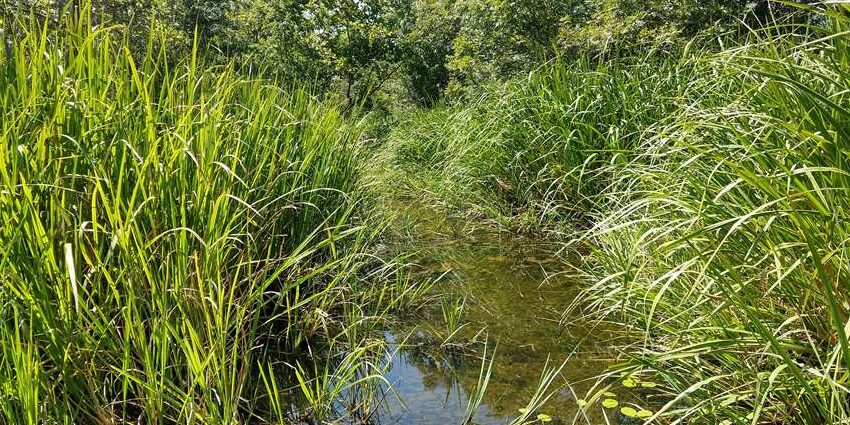 Riparian and stream ecosystem workshop for Adams Bayou watershed set for April 16