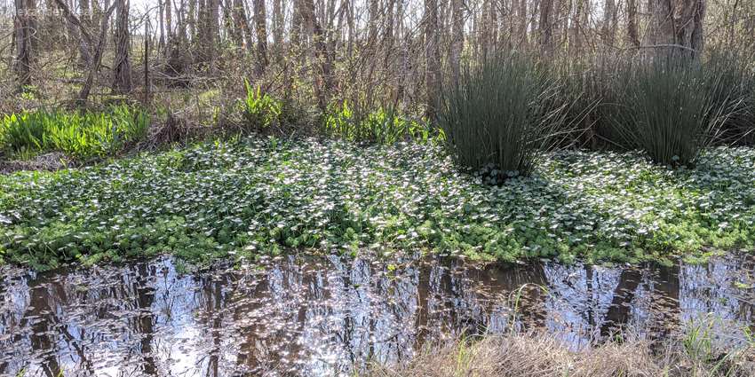 Riparian area in Cottonwood Creek, Tehuacana Creek watershed, Freestone County, Texas