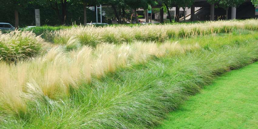 Grass