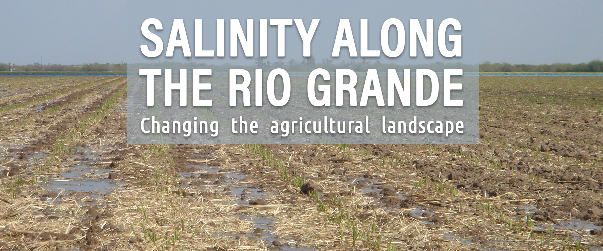 Salinity Along the Rio Grande