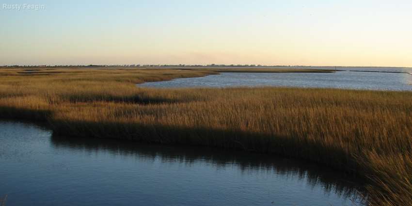 Wetlands