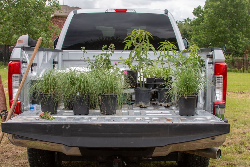 The native plants waiting to be placed.
