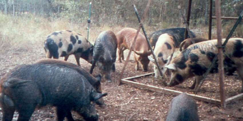 Landowners invited to feral hog workshop Nov. 19 in Rosebud