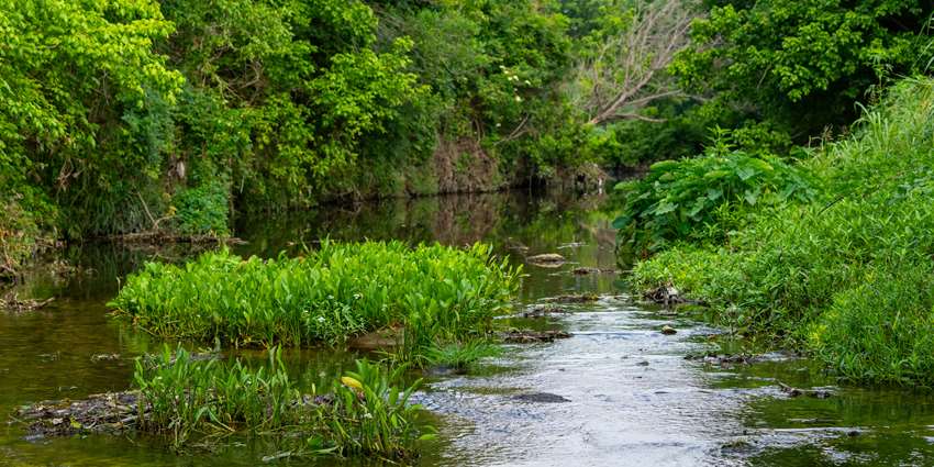 Riparian and stream ecosystem workshop set for March 12 in Bryan