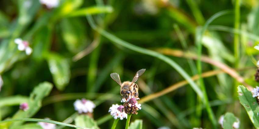 Buzzing with promise: Grow Zone project in College Station demonstrates stream restoration