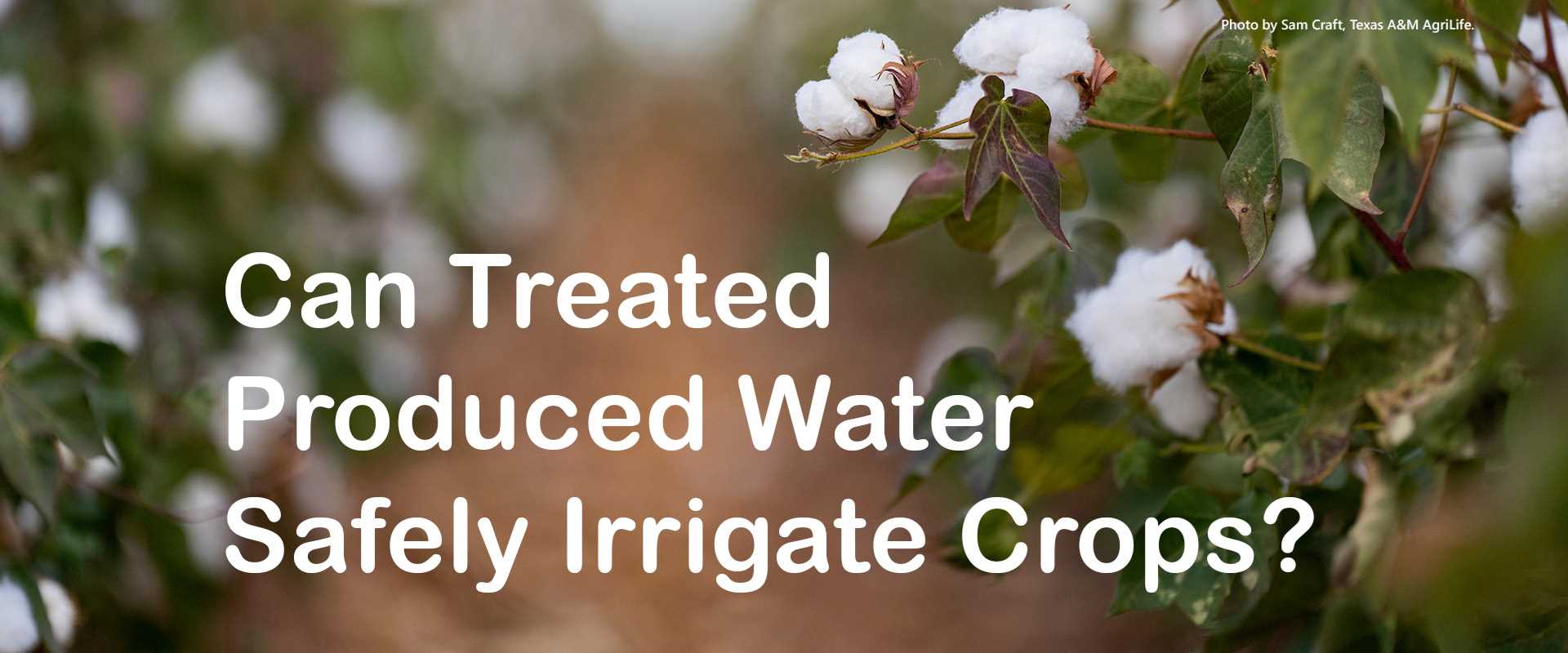 Can treated produced water safely irrigate crops banner